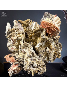 Spondile sur huitre sous globe 2