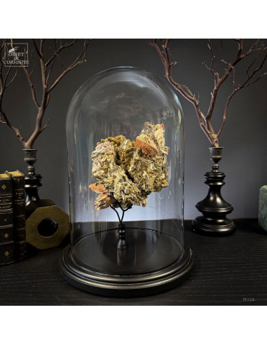 Spondyle sur huitre provenant d'une...