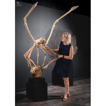 Giant Japanese Spider Crab on a tamarind ball.