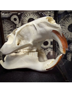 Myocastor skull 2