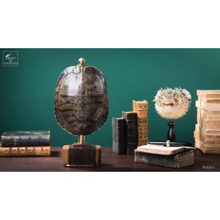 Shell of TRACHEMYS SCRIP tortoise on precious wood