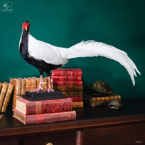 Silver pheasant on black base