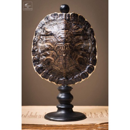Shell of TRACHEMYS SCRIP tortoise on black base