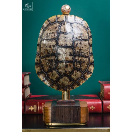 Shell of TRACHEMYS SCRIP tortoise on precious wood