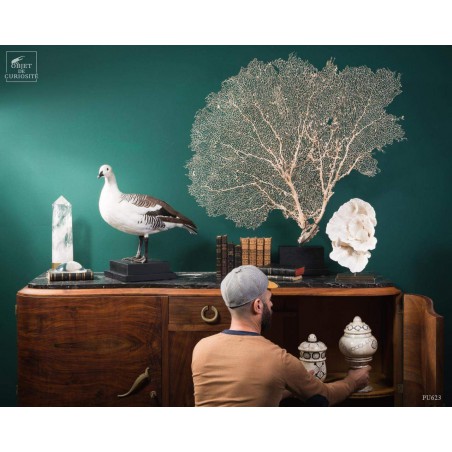 Magellan goose stuffed on black stand