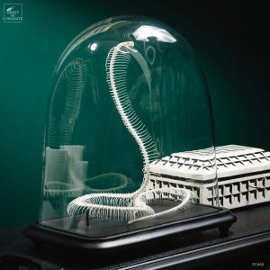 Squelette de Cobra d'Egypte sous globe oval ancien