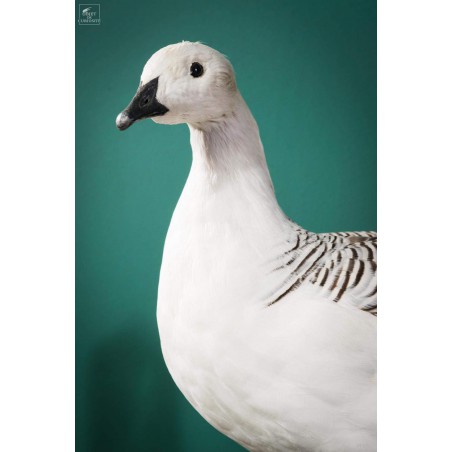 Magellan goose stuffed on black stand