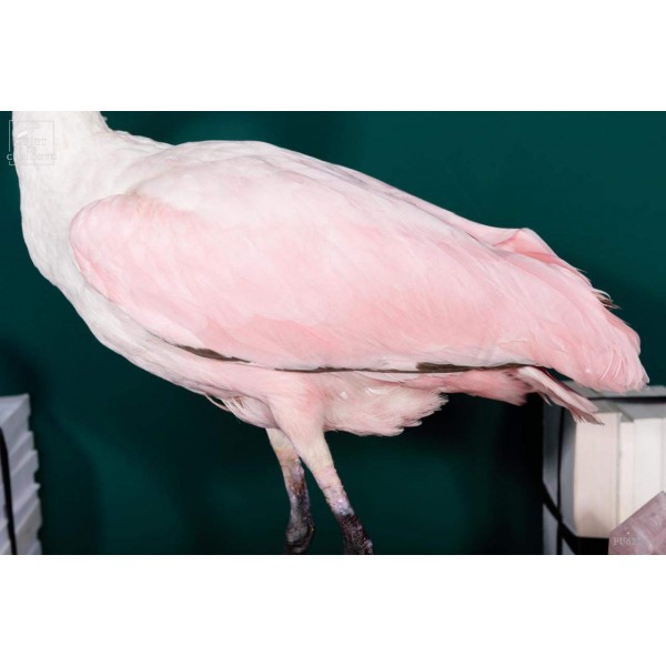 Oiseau spatule rosée empaillé socle noir Oiseau spatule rosée empaillé socle noir