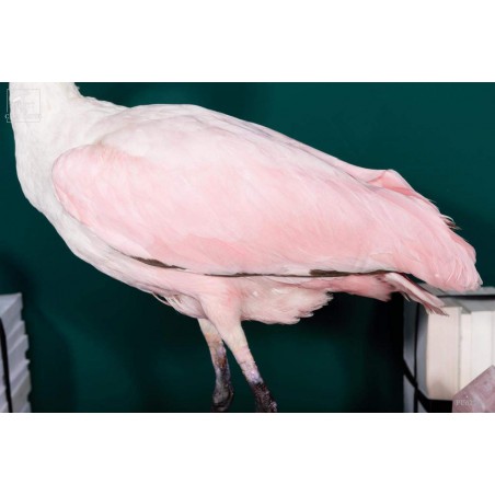 Bird pinkish spoonbill stuffed