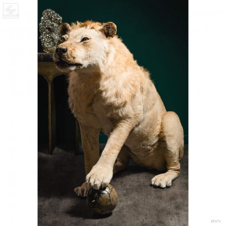 Taxidermy of a Tsavo lion with septaria