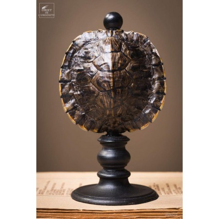 Shell of TRACHEMYS SCRIP tortoise on black base