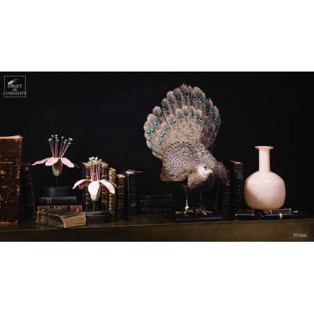 Grey peacock-pheasant