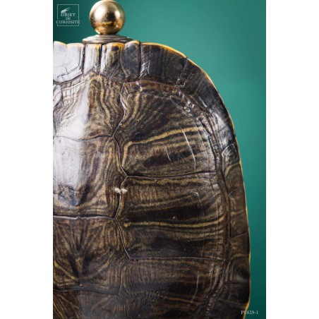 Shell of TRACHEMYS SCRIP tortoise on precious wood