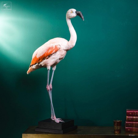 Pink flamingo on black stand -young-
