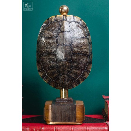 Shell of TRACHEMYS SCRIP tortoise on precious wood