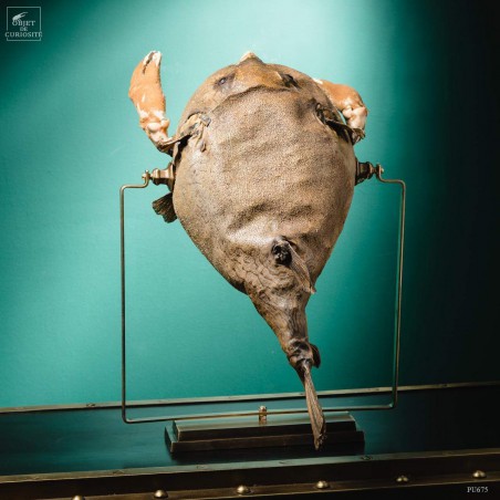 Chimera of crab fish
