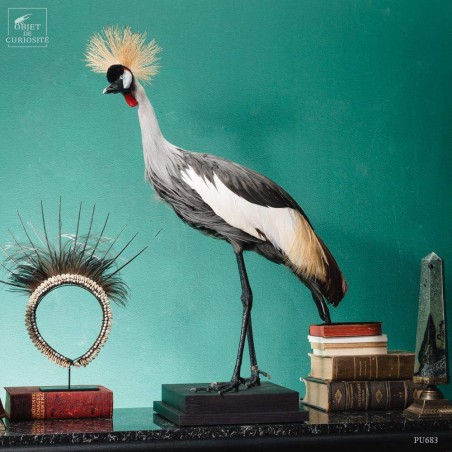 Grue couronnée taxidermie
