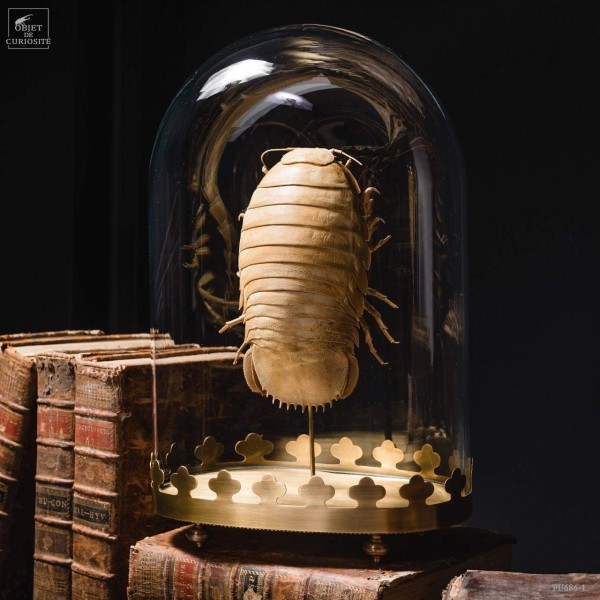 Bathynomus giganteus de Guadeloupe