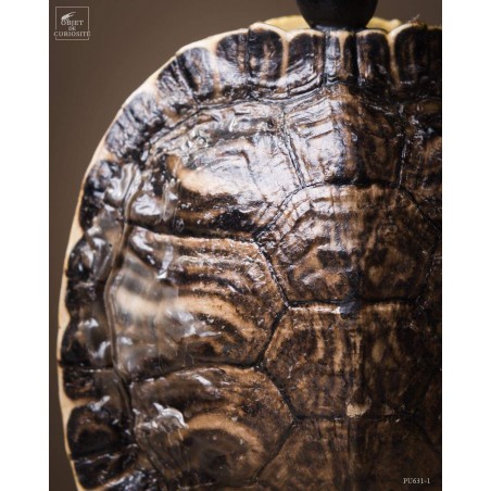 Shell of TRACHEMYS SCRIP tortoise on black base