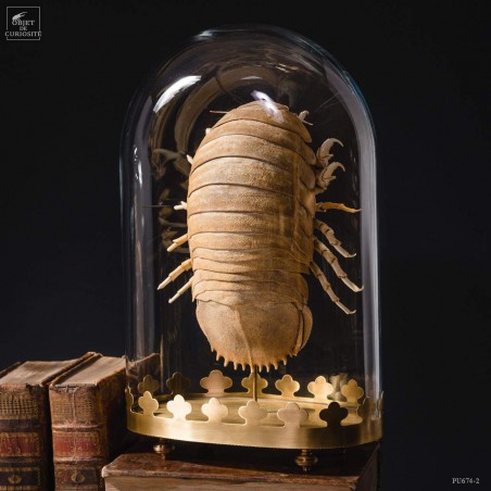 Bathynomus giganteus (Basse Terre) globe oval