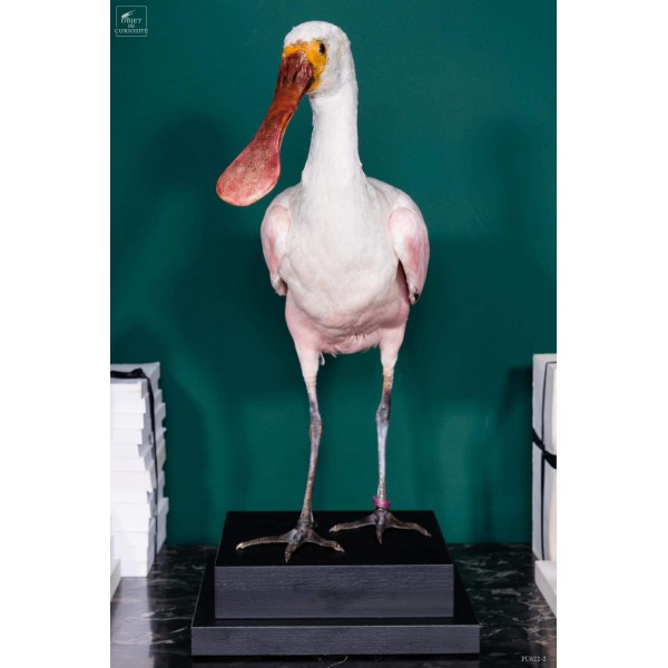 Oiseau spatule rosée empaillé socle noir Oiseau spatule rosée empaillé socle noir