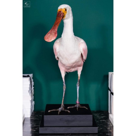 Bird pinkish spoonbill stuffed