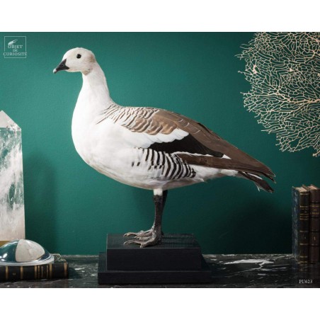 Magellan goose stuffed on black stand