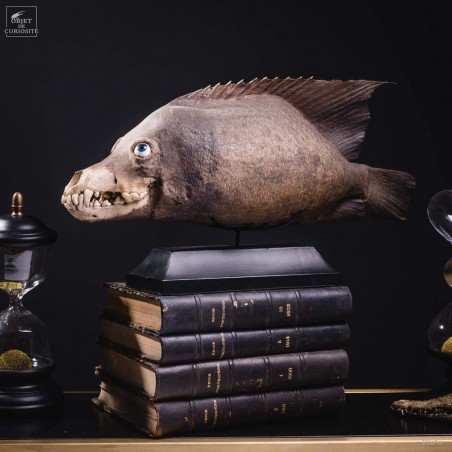 CHIMERE de poisson ANGE COYOTTE