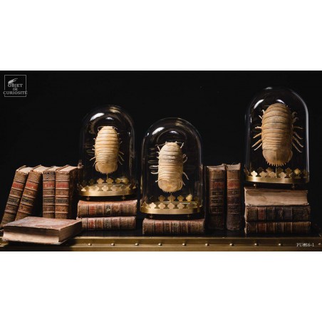 Bathynomus giganteus de Guadeloupe