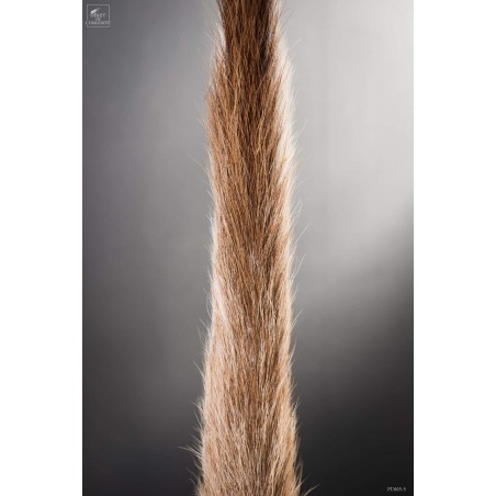 Queue de koudou
