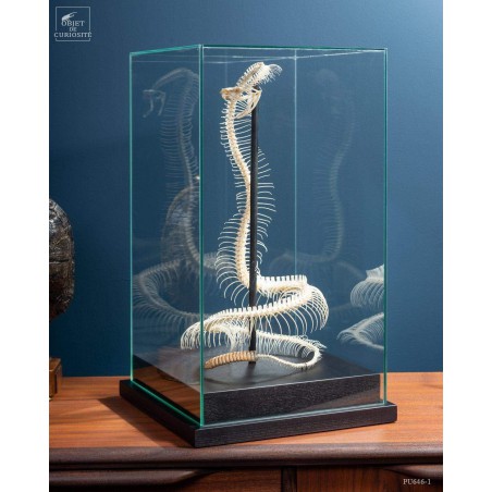 Snake skeleton under square glass