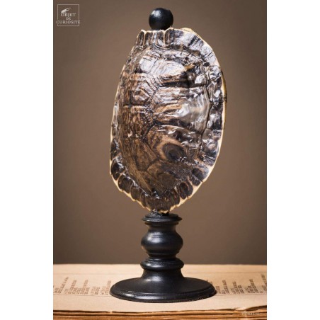 Shell of TRACHEMYS SCRIP tortoise on black base