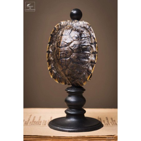 Shell of TRACHEMYS SCRIP tortoise on black base