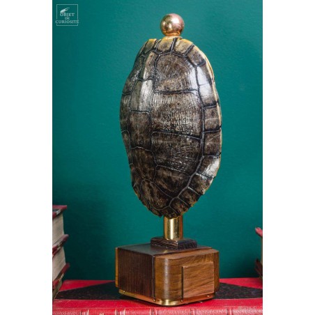 Shell of TRACHEMYS SCRIP tortoise on precious wood
