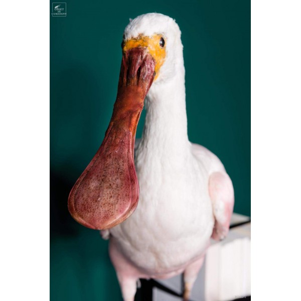 Oiseau spatule rosée empaillé socle noir Oiseau spatule rosée empaillé socle noir