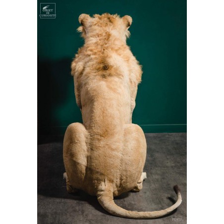 Taxidermy of a Tsavo lion with septaria