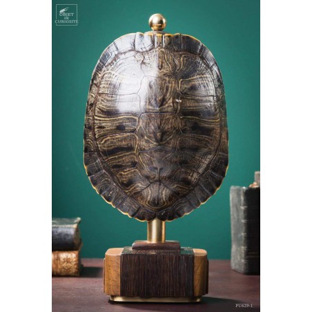 Shell of TRACHEMYS SCRIP tortoise on precious wood
