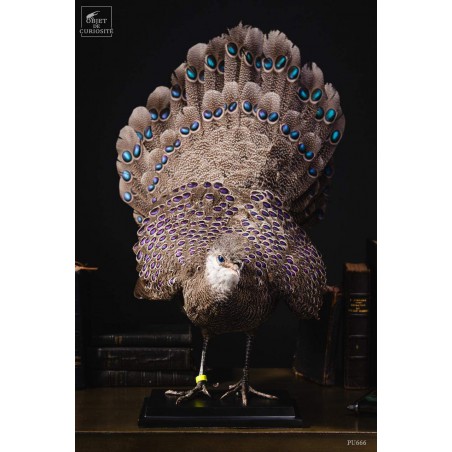 Grey peacock-pheasant