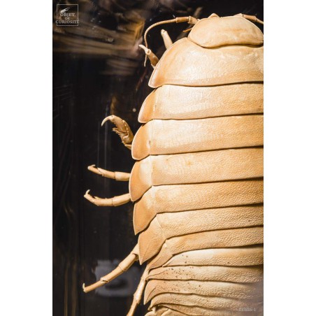 Bathynomus giganteus de Guadeloupe