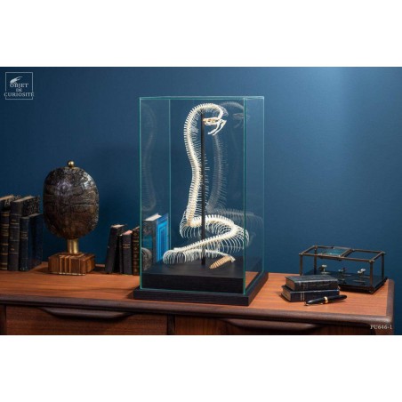 Snake skeleton under square glass