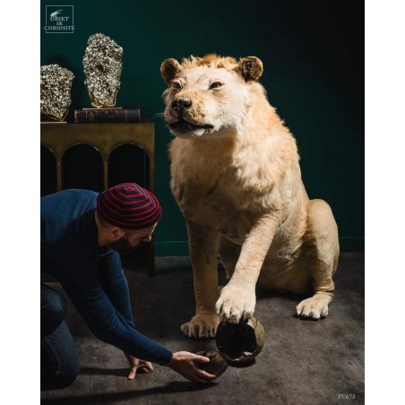 Taxidermy of a Tsavo lion with septaria