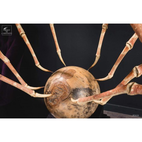 Giant Japanese Spider Crab on a tamarind ball.