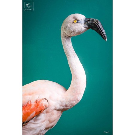 Pink flamingo on black stand -young-