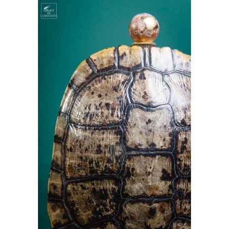 Shell of TRACHEMYS SCRIP tortoise on precious wood