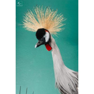 Grue couronnée taxidermie 2