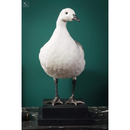 Magellan goose stuffed on black stand