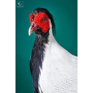 Silver pheasant on black base 2