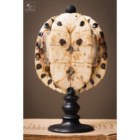 Shell of TRACHEMYS SCRIP tortoise on black base