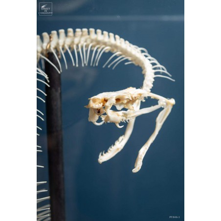 Snake skeleton under square glass