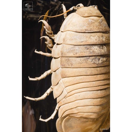 Bathynomus giganteus 600g (Basse Terre-Guadeloupe) globe oval sur base laiton